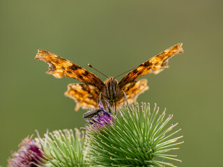 Comma Butterfly feeding on a Thistle