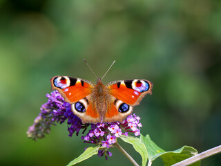 Fototapeta na wymiar Peacock Butterfly Feeding on Buddleja