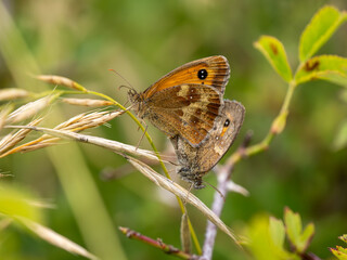 Gatekeeper Butterlfies Mating on Grass