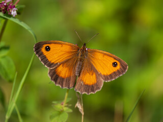 Gatekeeper Butterlfy Resting. Wings Open.