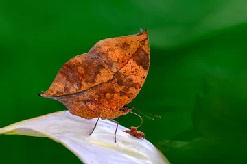 Schilderijen op glas Dead leaf butterfly , Kallima inachus, aka Indian leafwing, standing wings folded on a bamboo branch, dead leaf imitation. © blackdiamond67