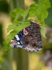 Red Admiral Butterfly. Wings Closed