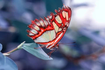 Wandcirkels plexiglas Macro shots, Beautiful nature scene. Closeup beautiful butterfly sitting on the flower in a summer garden. © blackdiamond67