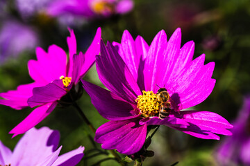 Obraz premium Cosmos flowers in the garden on a sunny summer day with bees