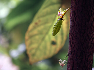 Green small Cocoa pods branch with young fruit and blooming cocoa flowers grow on trees. The cocoa...