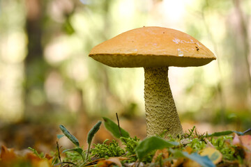 A large aspen mushroom with an orange cap grows in the autumn forest. Mushrooms in the forest....