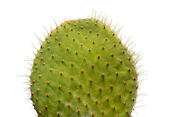 Cactus Vektor Ausgeschnitten
