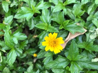 yellow flower daisy in the garden