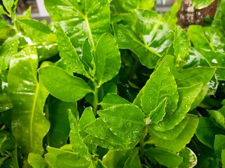 fresh green leaves nature macro 
