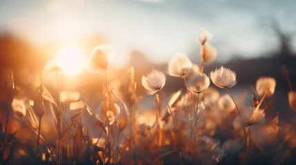 Abwaschbare Fototapete sunrise over a meadow © sam richter