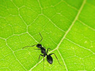 Black ant under the leaf