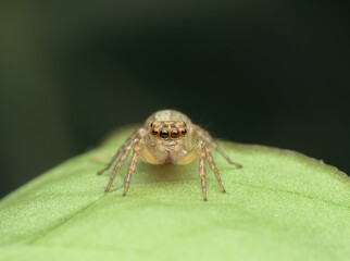 Jumping spider on the leaf