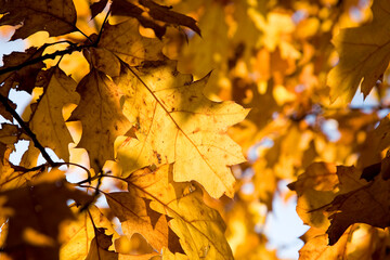 Eichenbaum im Herbst