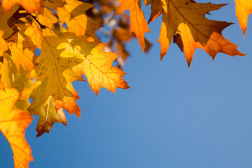 Eichenbaum Eicheblätter und blauer Himmel im Herbst - obrazy, fototapety, plakaty