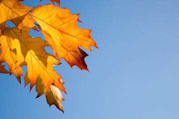 Goldgelbe Blätter am Eichenbaum mit Textfreiraum im Herbst