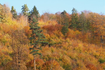 Złoty las jesienią