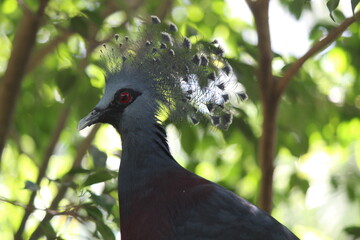 Goura victoria, Victorian Mambruk is the largest pigeon species in the world. It has blue-grey plumage, a fan-like crest with white tips, a purplish maroon breast and a grey bill. 