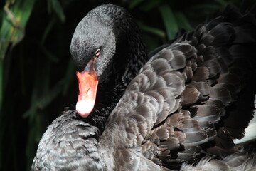 Fototapeta premium Cygnus atratus, the Black Goose, is a bird whose body is dominated by black feathers