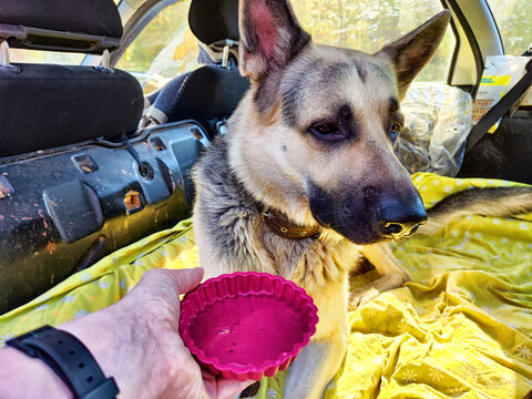 Dog German Shepherd in a car and a woman's hand with a plate of water. Eastern European dog veo in travel or trip