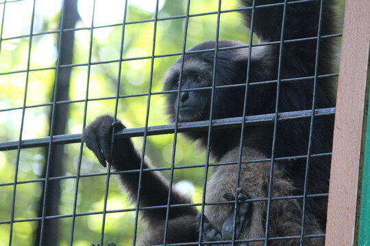 Hylobates moloch, the Javan Gibbon is the only species of Gibbon that can be found on the island of Java. The distinctive feature of the Javan Gibbon is its grayish hair.