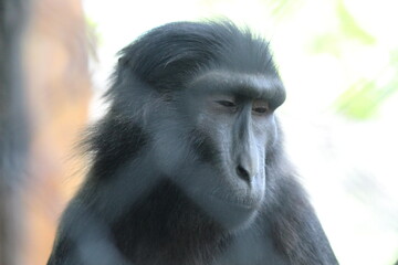 The Tonkean Black Monkey (Macaca tonkeana) is a primate species in the family Ceropithecidae that is endemic to the island of Sulawesi and the Togian Islands.