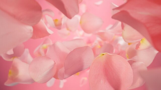 Falling Pink Rose Petals, Isolated on Colored Background. © Jag_cz