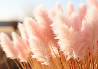 Color of the year 2024: Peach Fuzz color growing pampas grass landscape background