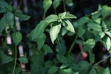 Green plant in the summer garden.