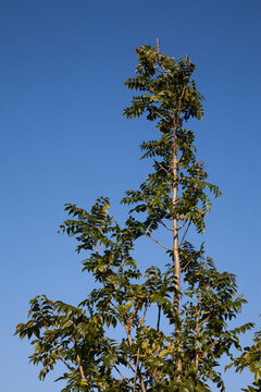 Eschenbl&auml;tter im Fr&uuml;hling bei blauem Himmel