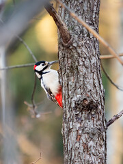 Great spotted woodpecker, Dendrocopos major, knocks on the bark of a tree, extracting edable insects. Bird in autumn forest at sunset.