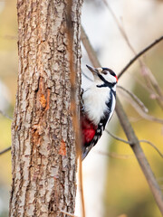 Great spotted woodpecker, Dendrocopos major, knocks on the bark of a tree, extracting edable insects. Bird in autumn forest at sunset.