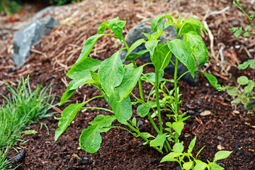 Plant, red pepper. Healthy cuisine. Fresh food.