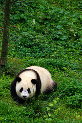 Giant panda bear © KaiMarkus