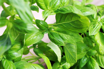 Basil is a beautiful smelling plant. Basil tea is very healthy.