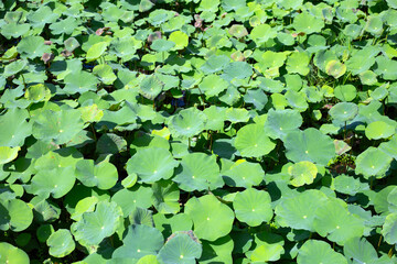 Beautiful green leaves of lotus flower in pond