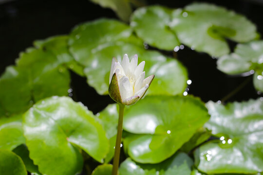 Beautiful waterlily or lotus flower with green leaves