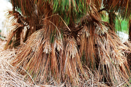 Dry pine in the garden.