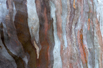 Textures patterns of eucalyptus tree. Colorful tree bark - obrazy, fototapety, plakaty