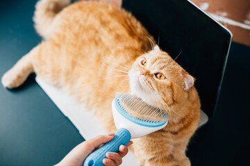 In a cozy home setting, a woman holds her Scottish Fold cat, brushing its fur with care and...