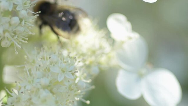 white blossom of bush hydrangea in garden with working bumblebee at sunny day.