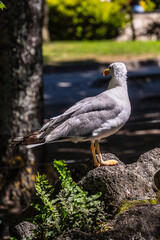 Gaviotas en la Comunidad Autónoma de Galicia.