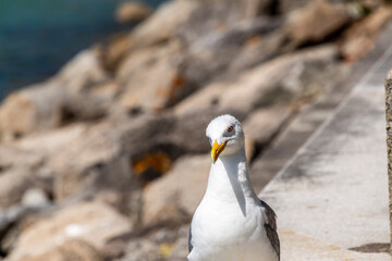 Gaviotas en la Comunidad Autónoma de Galicia.