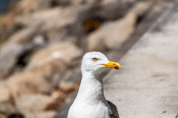 Gaviotas en la Comunidad Autónoma de Galicia.