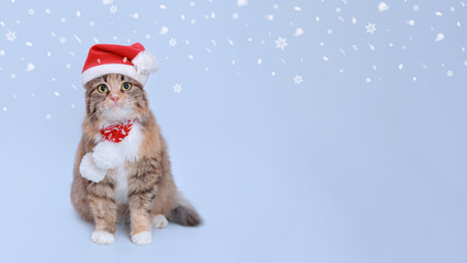 Cat in Christmas hat on a white background. Beautiful Cat in Santa Claus xmas red hat. Cat with Santa hat waiting for Christmas while sitting on a light background. Happy New Year. Snowflakes. Snow