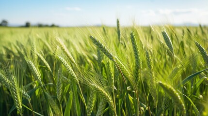 close up of green wheat field. plantations waiting for harvest, depth of field is low. - obrazy, fototapety, plakaty