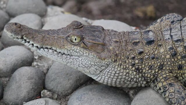 Crocodylus porosus, the Estuarine Crocodile is the largest crocodile species. The fiercest, most widespread crocodile species in the world. It is spread across India, Indonesia, Papua New Guinea