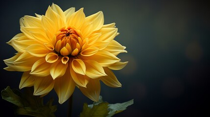 Fine art photo of a yellow flower