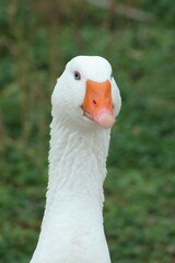 portrait of a goose