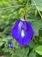 Butterfly pea flower in nature garden, This flower can coloring matter in Thai dessert having blue and purple color