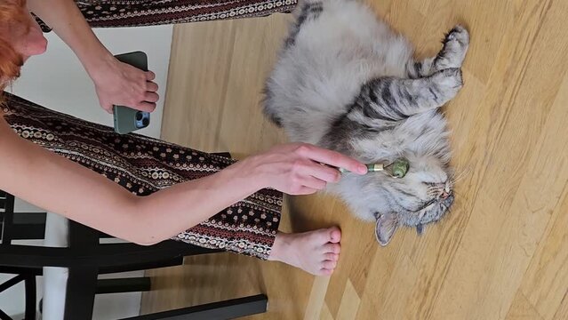 stroking gray fluffy cat with gua sha stone roller